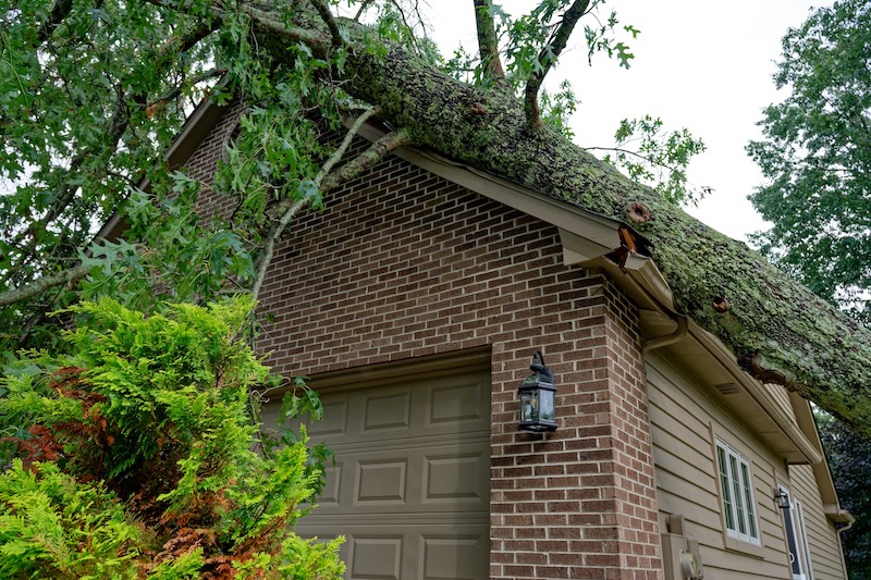tree limb on house