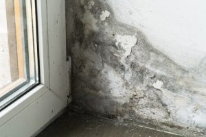 Mold growth in corner near window highlighting dampness issues